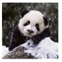 500 pzs El hermoso panda