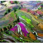 1000 pzs campo de arroz de China